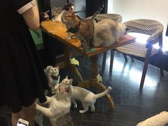 -猫色咖啡·猫咖