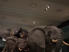 -美国自然历史博物馆