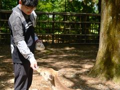 -奈良公园