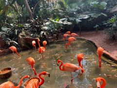 -海南热带野生动植物园