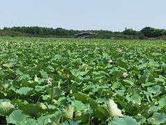 -上海海湾国家森林公园