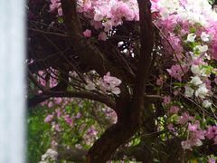 -深圳国际园林花卉博览园