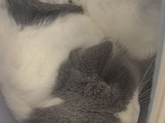 -艾贝尔宠物医院 ·中兽医·宠保定点(北门桥店)