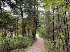 -五营红松林海景区