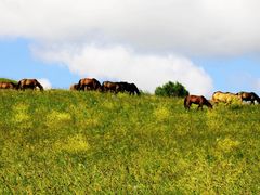 IMG_9707-木兰围场