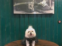 -百好乐宠物友好餐厅(朝外大街店)