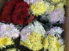 -中环花鸟鱼虫市场