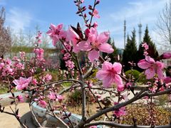 -北京园博大酒店