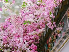 -深圳国际园林花卉博览园