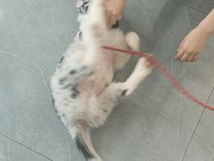 -贝利宠物医院·骨科·眼科·肿瘤转诊中心(南坪诊疗中心)