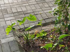 -大湾区中央湿地公园