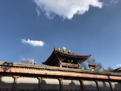 -塔尔寺菩提树