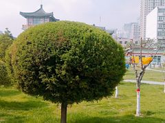 -西清公园
