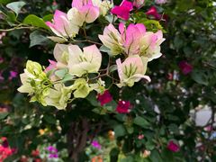 -广州市白云山风景名胜区