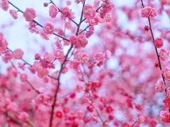 -洋湖国家湿地公园