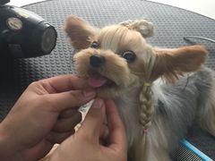 -1013 PET SHOP 宠物商店(近铁城市广场店)