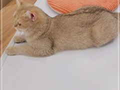 -COLOR PETS 撸猫馆·购猫·猫咖(长风大悦城店)