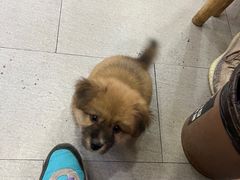 -東豫狼鲜货烧烤. 碳火烤鱼. 小龙虾(上海首店)