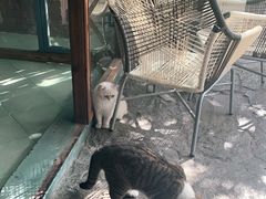 -喵屿·大理花园猫咖