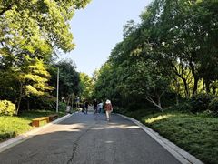 -青枫公园