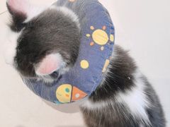 -怪兽屋·羊驼·猫咖·狗咖(俊华广场店)