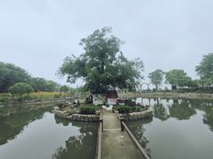 -鹅湖玫瑰文化园