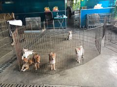 -柴犬高等学院·狗咖·柴犬售卖·宠物训练