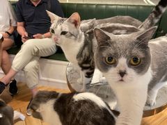 -遇见羊驼·奶狗咖·布偶猫咖·法斗柯基柴犬阿拉斯加(春熙路太古里IFS店)