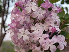 -石家庄市植物园