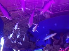 -烟台海昌鲸鲨海洋公园