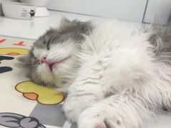 -1013 PET SHOP精品宠物商店(丁香店)