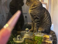 -海边的猫和咖啡馆