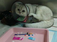 -东莞宠友24H宠物中心医院·转诊夜诊·异宠(新河北路院)