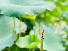 -渔娘蟹庄(阳澄湖莲花岛店)