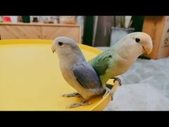-明明手养鹦鹉(堤角花鸟宠物大世界店)