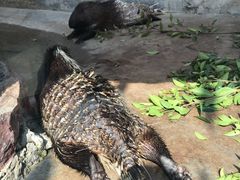 -广州长隆飞鸟乐园