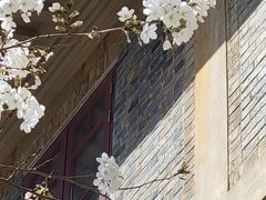 -武汉大学-樱园