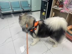 -嘉馨宠物医院·CT影像转诊·心脏科·犬猫全科诊疗中心(下沙大学城院区)