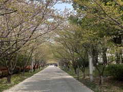 -高东镇樱花园
