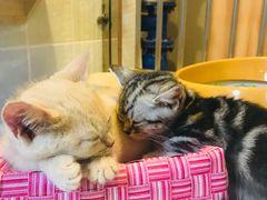 -1013 PET SHOP 宠物商店(近铁城市广场店)