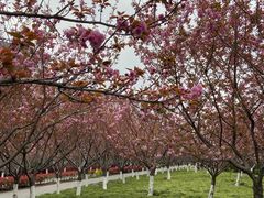 -高东镇樱花园