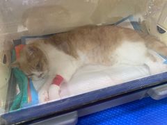 -美联众合动物医院(·中兽医·疑难杂症·严家桥分院)