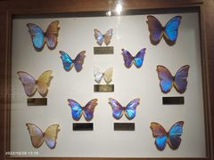 -上海昆虫博物馆