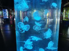 -深圳野生动物园
