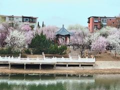 -桃花堤公园