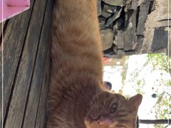 -喵屿·大理花园猫咖