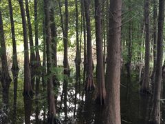 -溱湖国家湿地公园