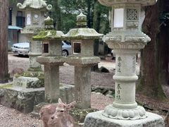 -奈良公园