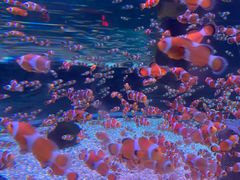 -海合安成都极地海洋公园