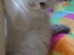 -青奢宠物·青奢猫舍